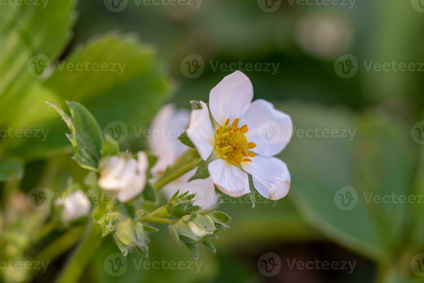 White Strawberry Flower Close up photo