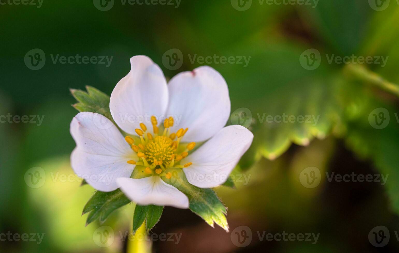 White Strawberry Flower Close up photo
