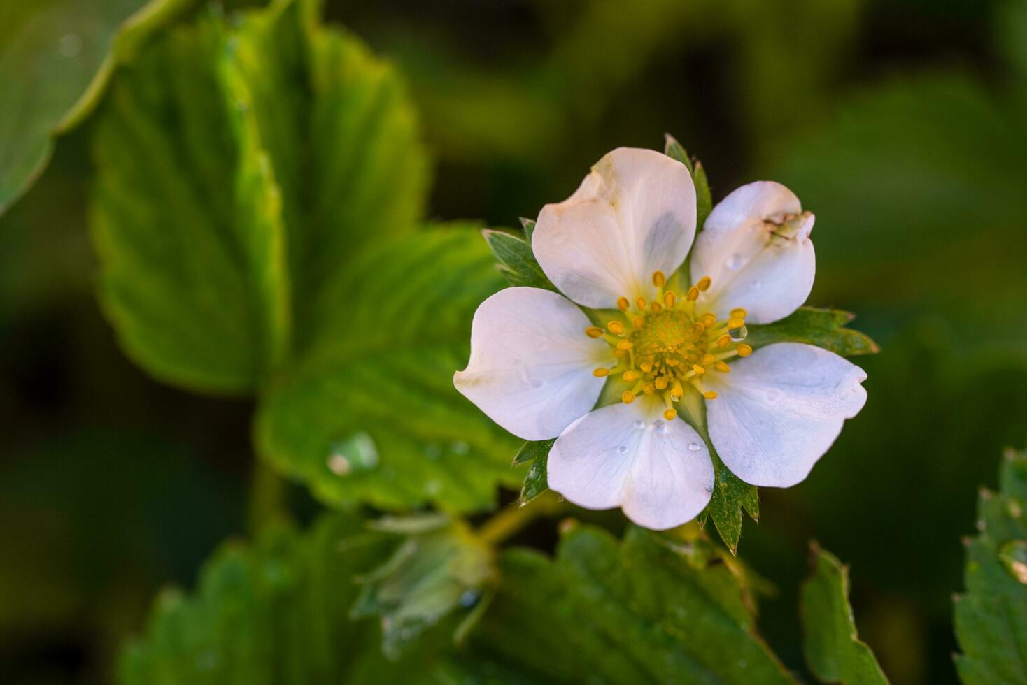 Strawberry Plant White Flowers Blossom photo