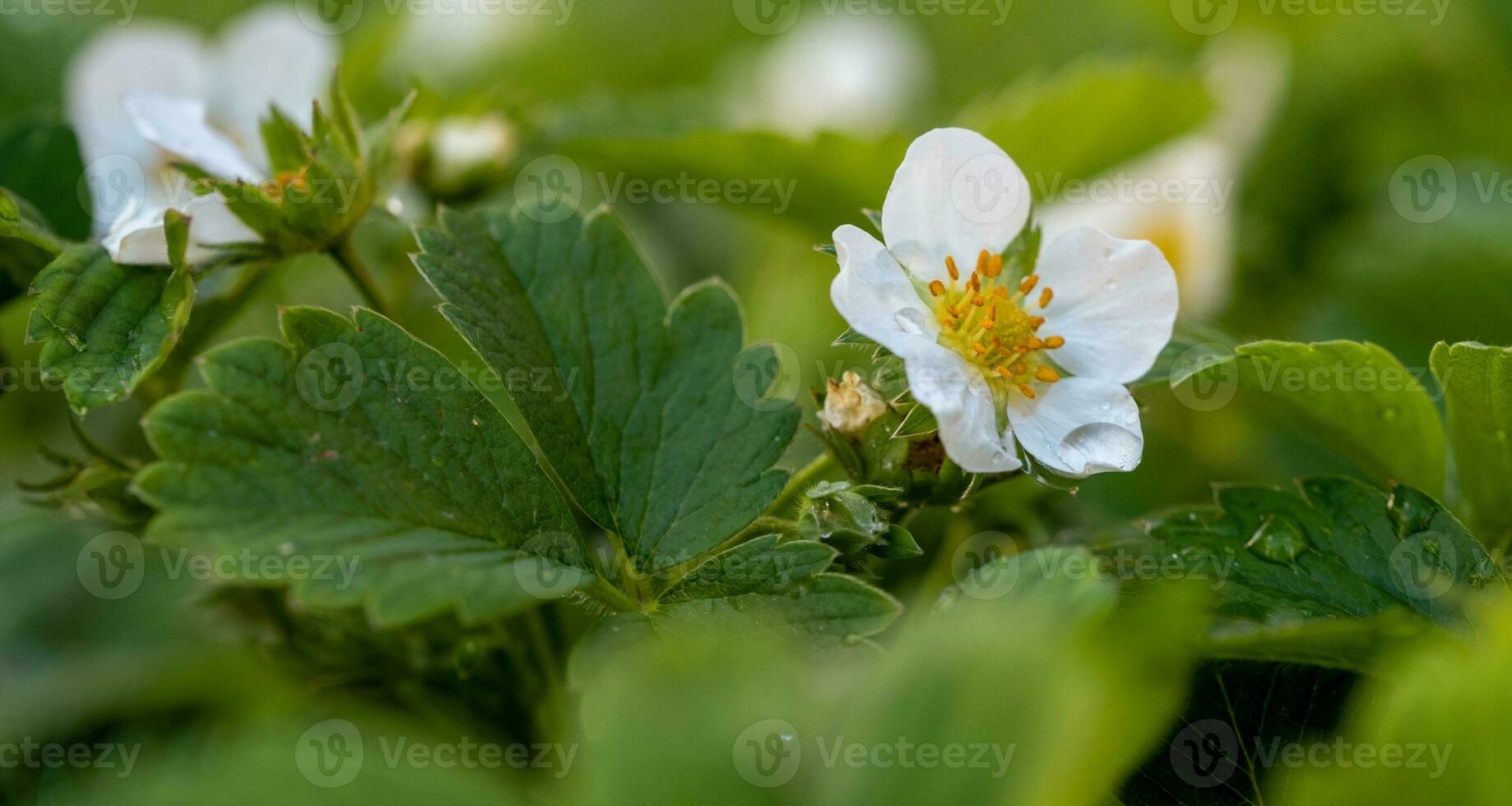Strawberry Plant White Flowers Blossom photo
