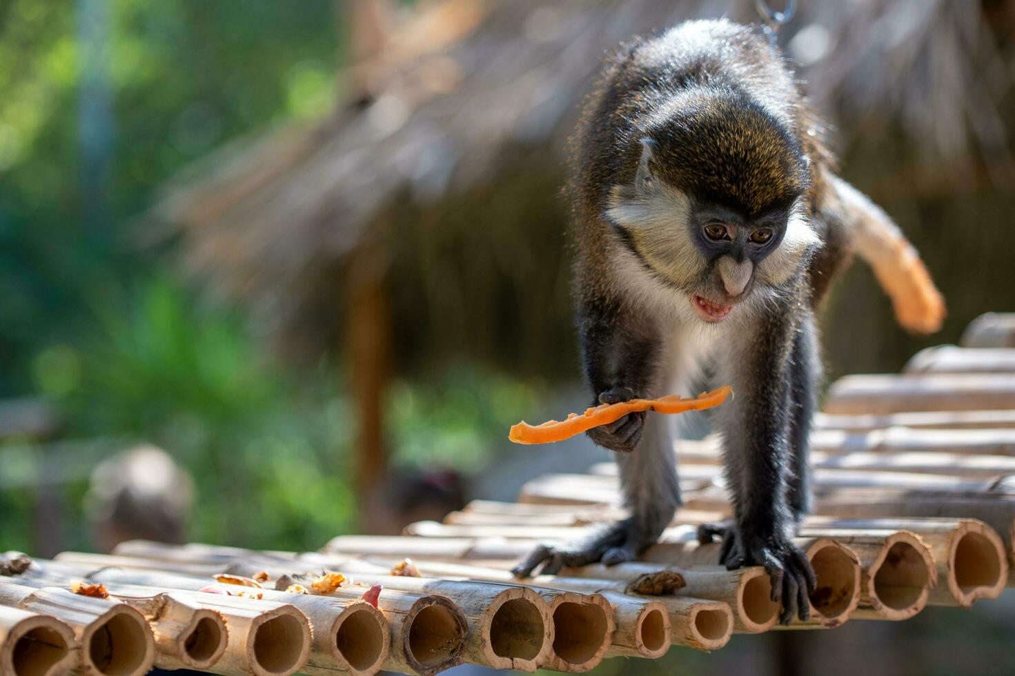 Young monkey. Ape photo