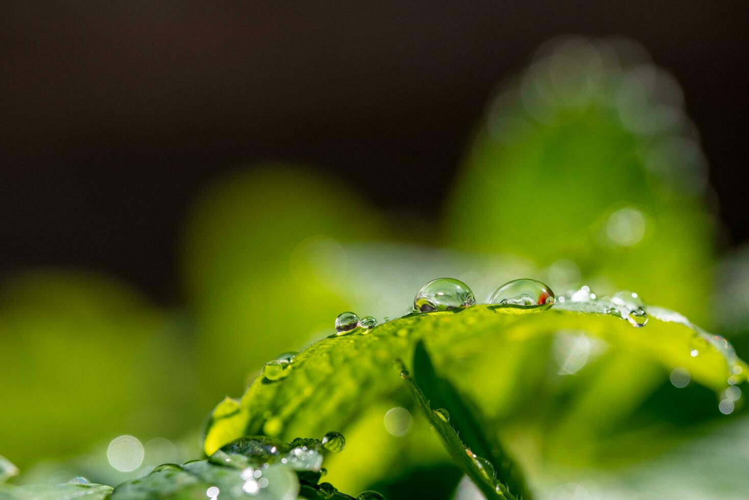 Rain drops on green leaf photo