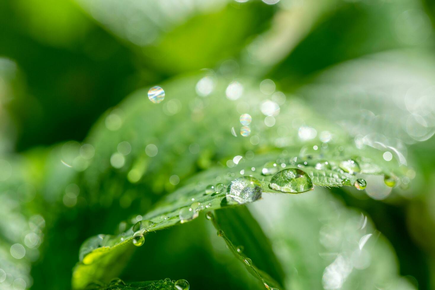 Rain drops on green leaf photo