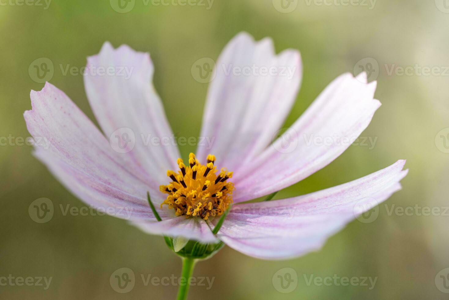 Purple cosmo flower close up photo
