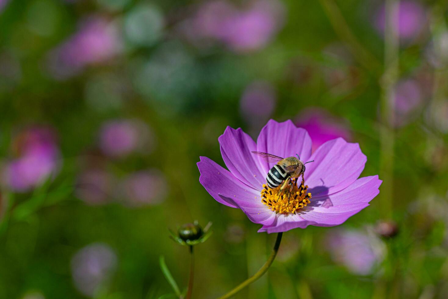 Bee on purple cosmo flower photo