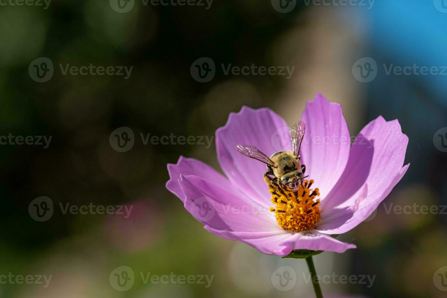 Bee on purple cosmo flower photo