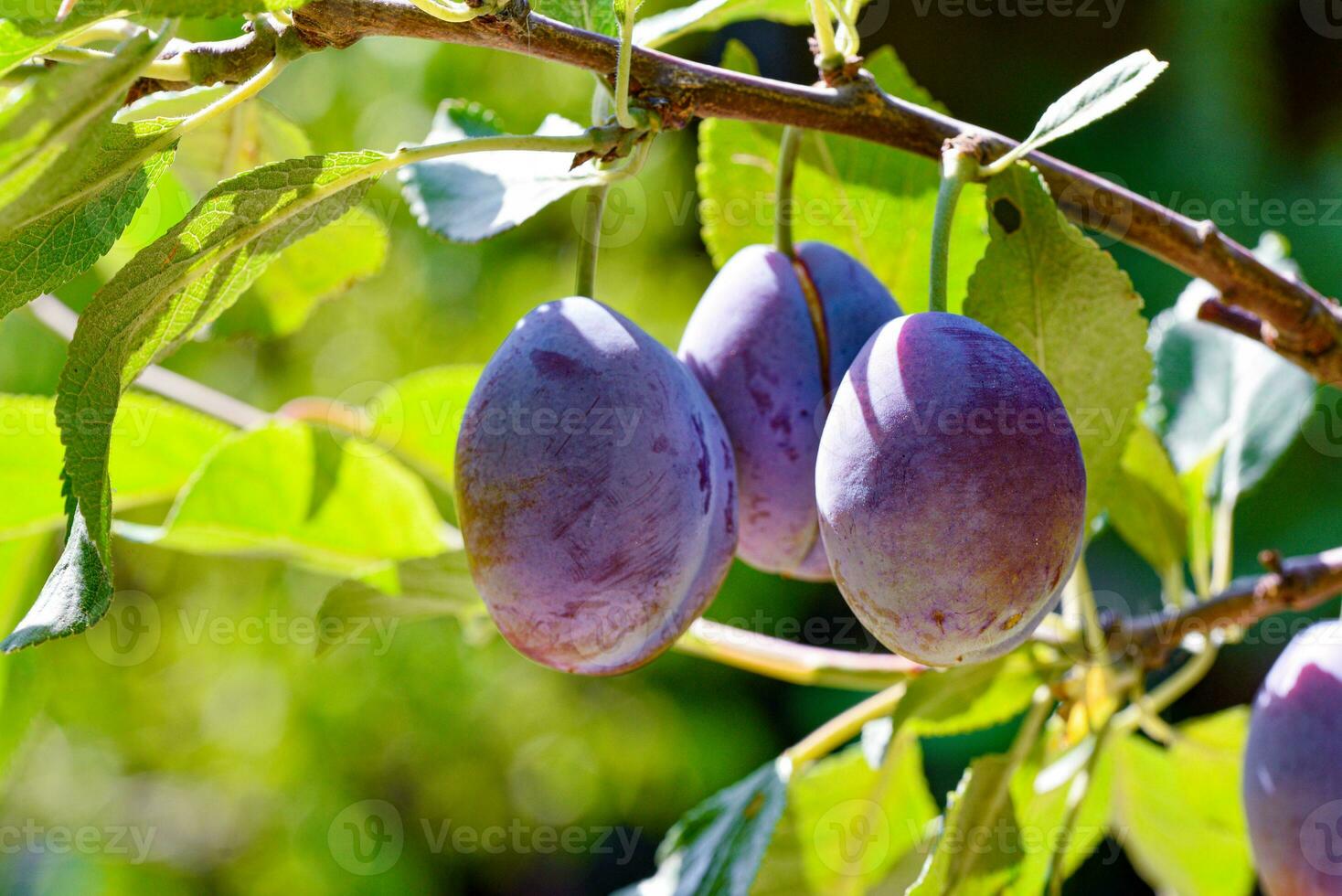 Plum on a branch photo