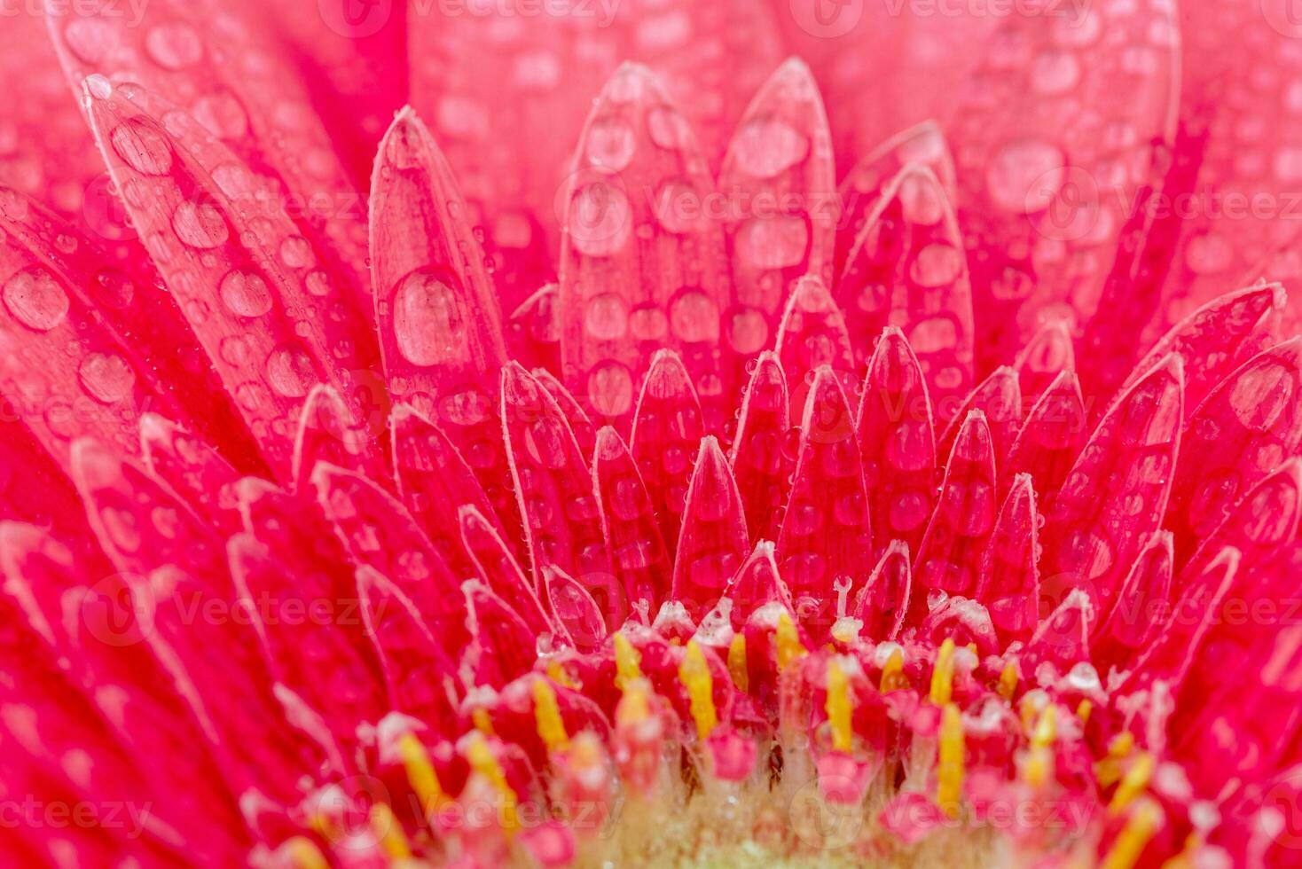 Pink Gerbera Close up. Flower Backgrounds photo