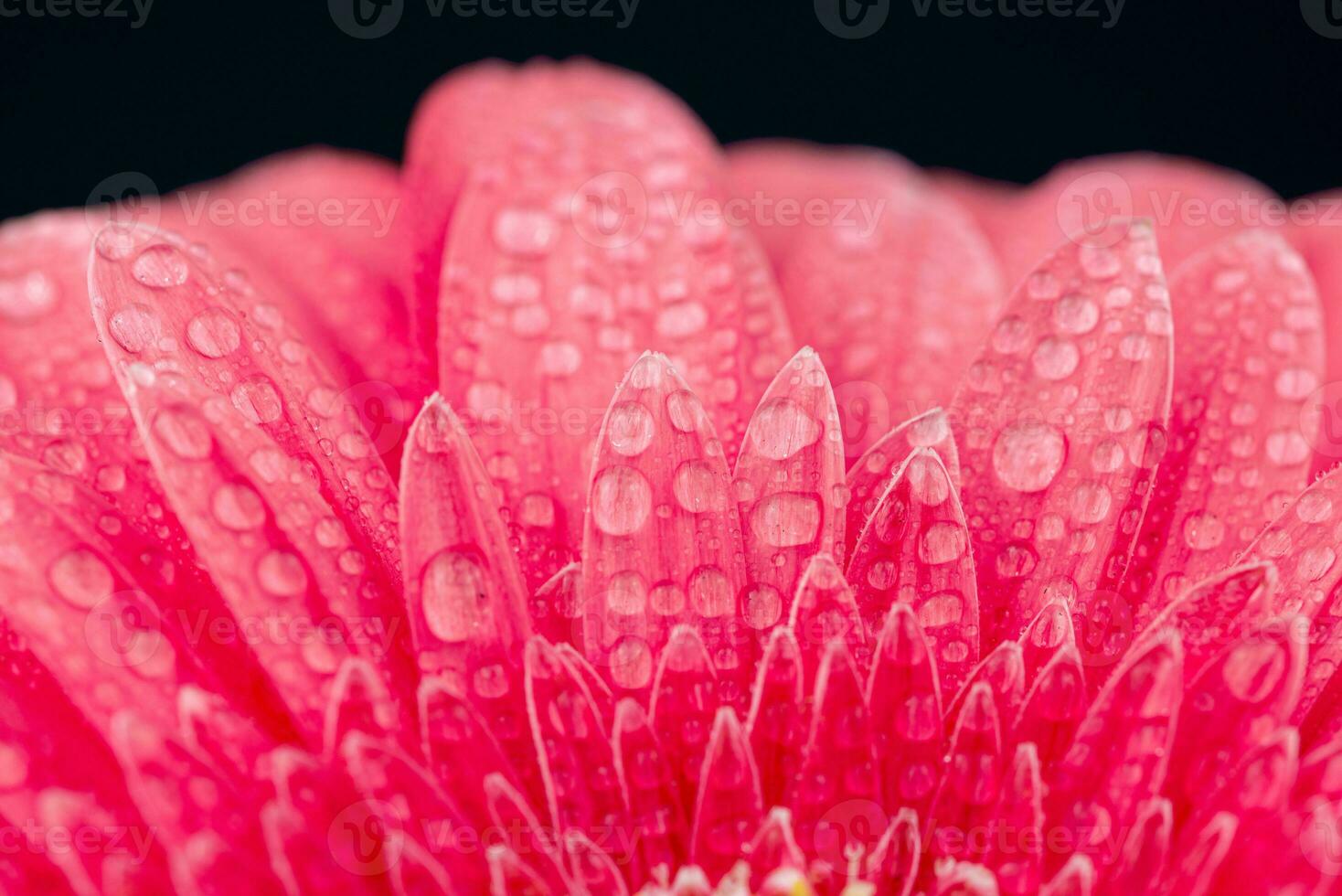 Pink Gerbera Close up. Flower Backgrounds photo
