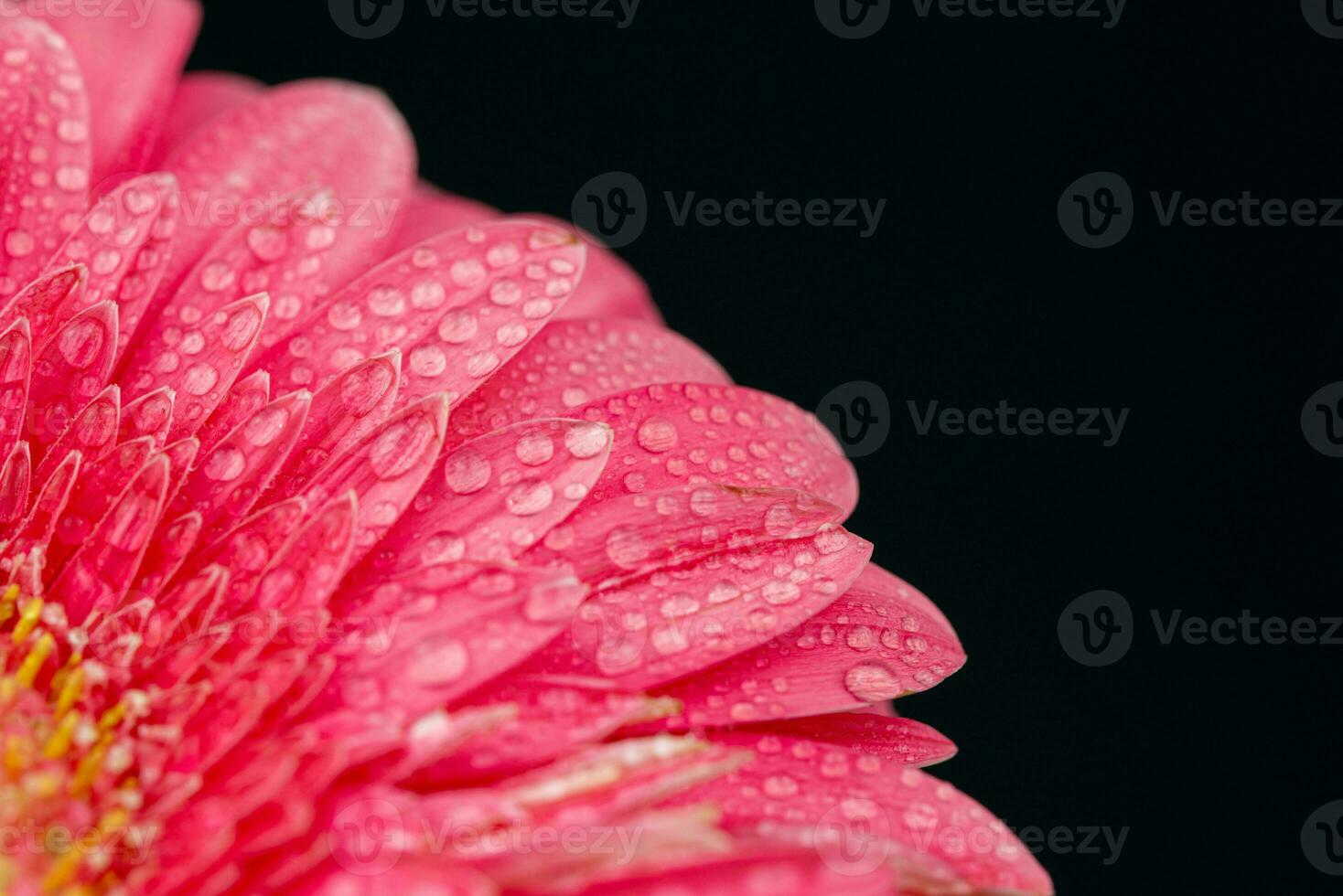 Pink Gerbera Close up. Flower Backgrounds photo
