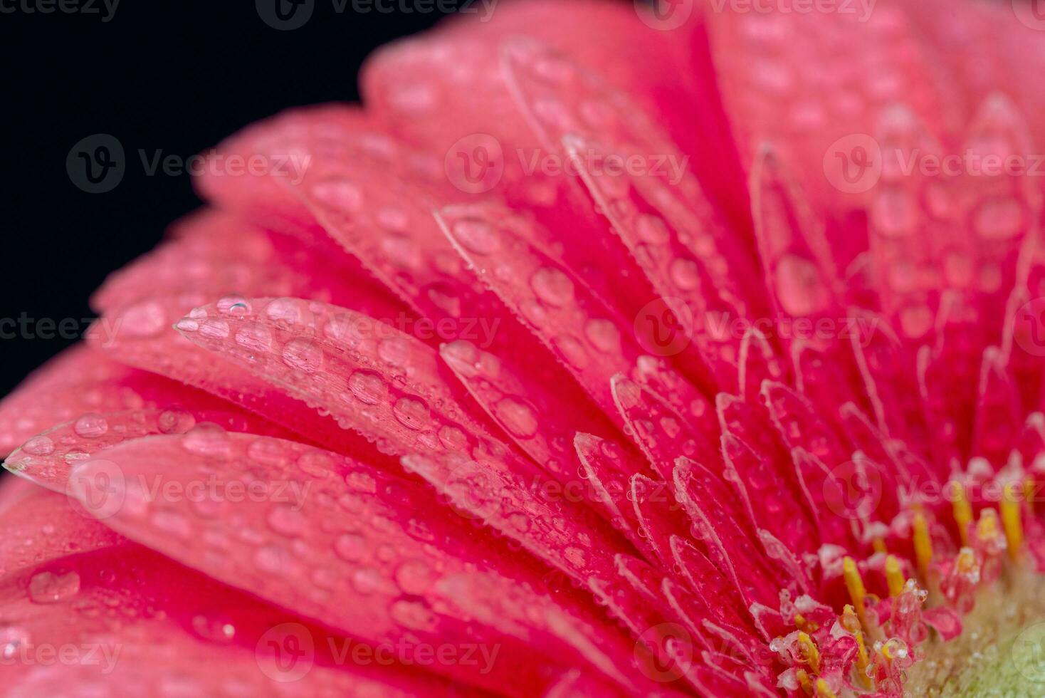 Pink Gerbera Close up. Flower Backgrounds photo