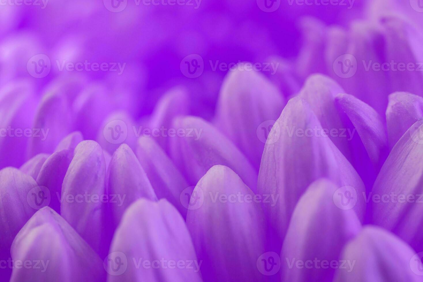 Purple gerbera petals background photo