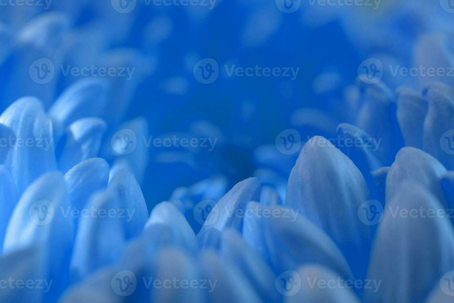 Blue gerbera flower petals background photo