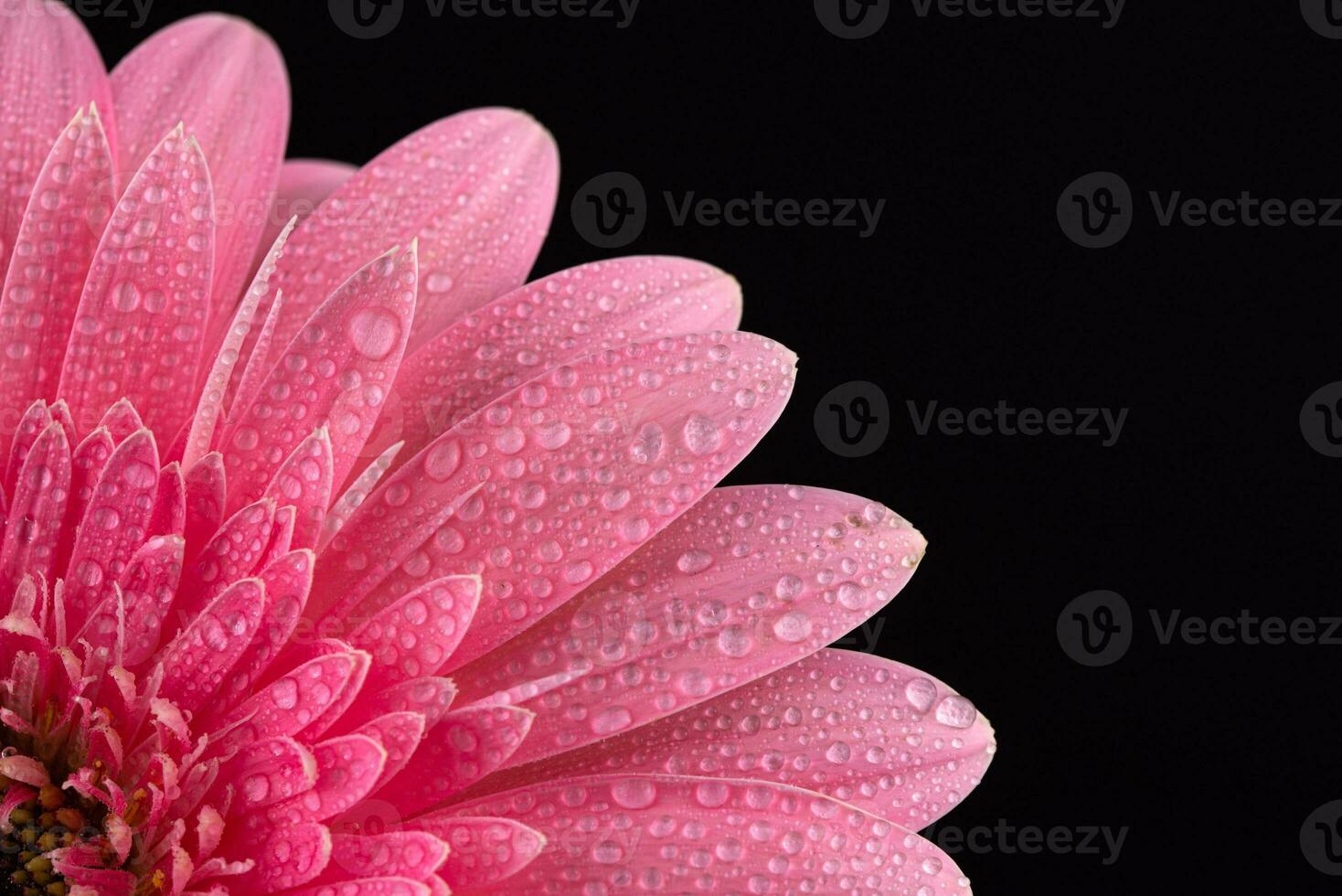 Pink Daisy Gerbera Flower photo