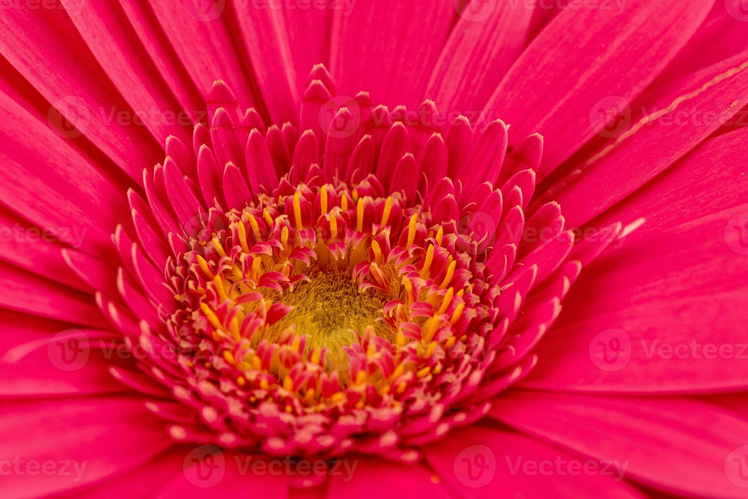 Purple gerbera flower petals close up photo