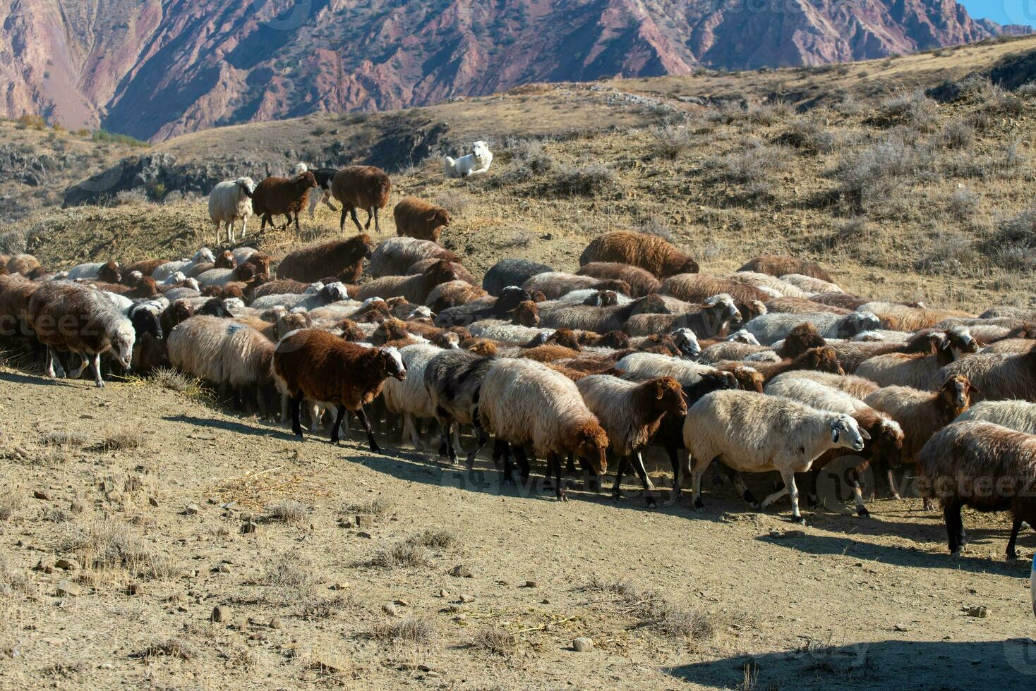 Flock of sheep photo