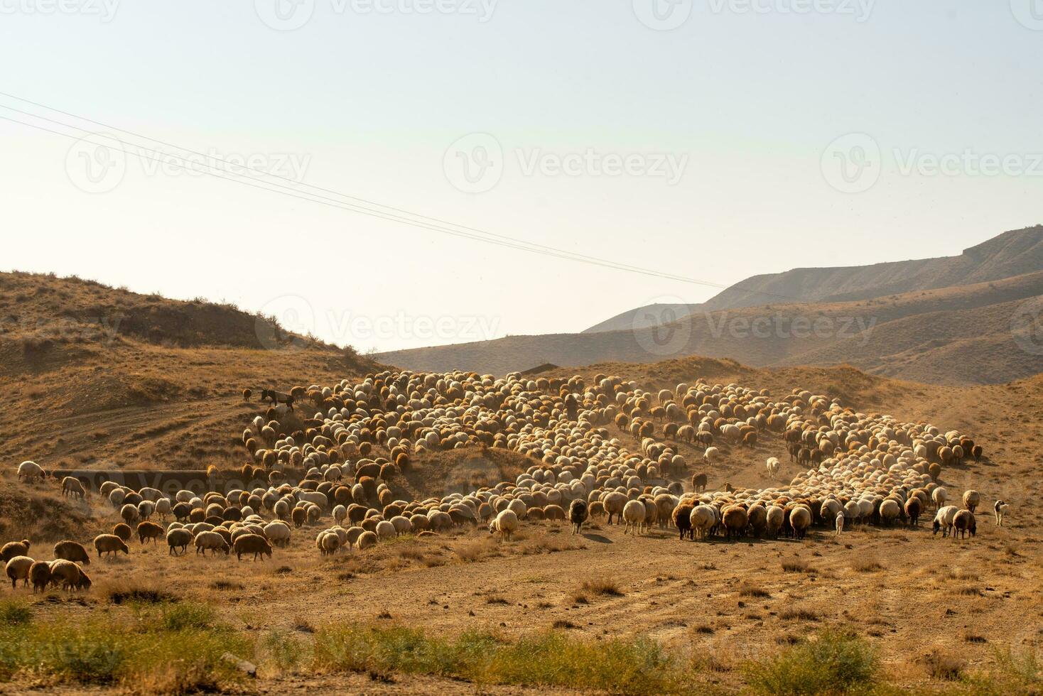 Flock of sheep photo