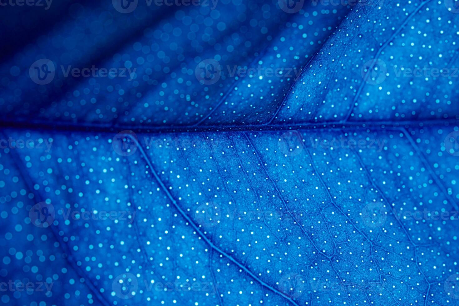 Abstract Blue Leaf Macro Texture Background photo