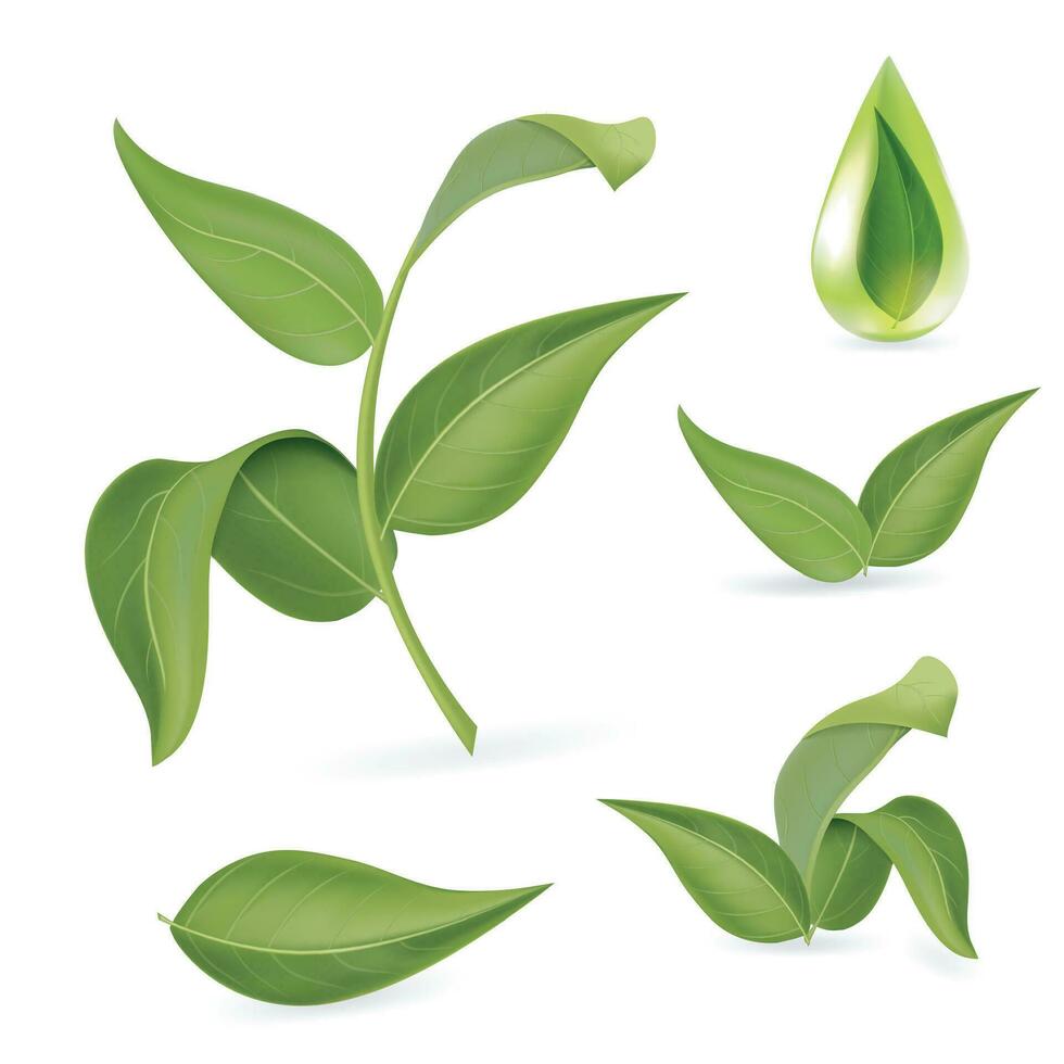 Realistic Detailed 3d Different Green Leaves Set. Vector