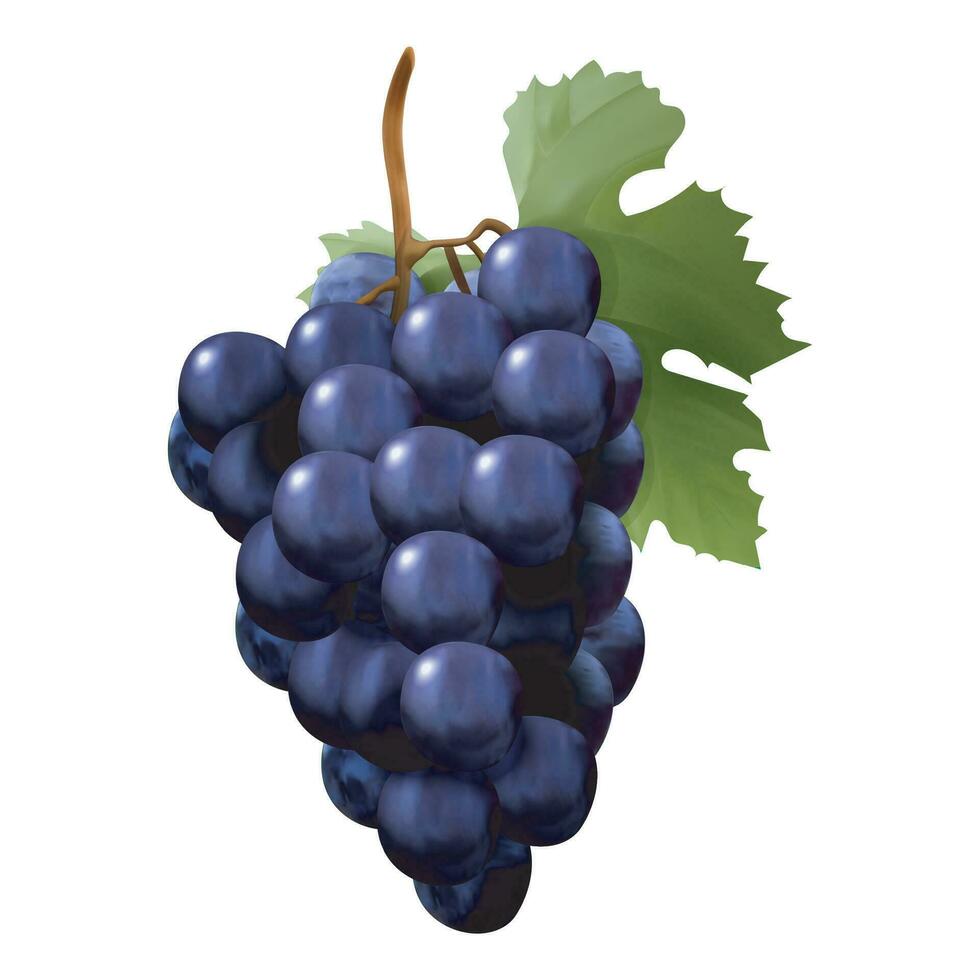 Realistic Detailed 3d Red Wine Grapes. Vector