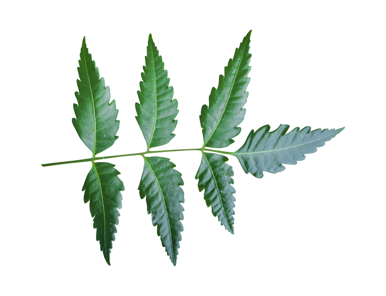 Closeup of Neem leaf isolated on a transparent background png