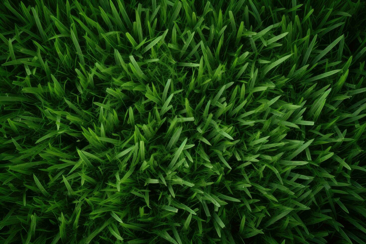 Green grass texture background. Top view of fresh spring green grass, directly above shot of fresh green grass or lawn, AI Generated photo