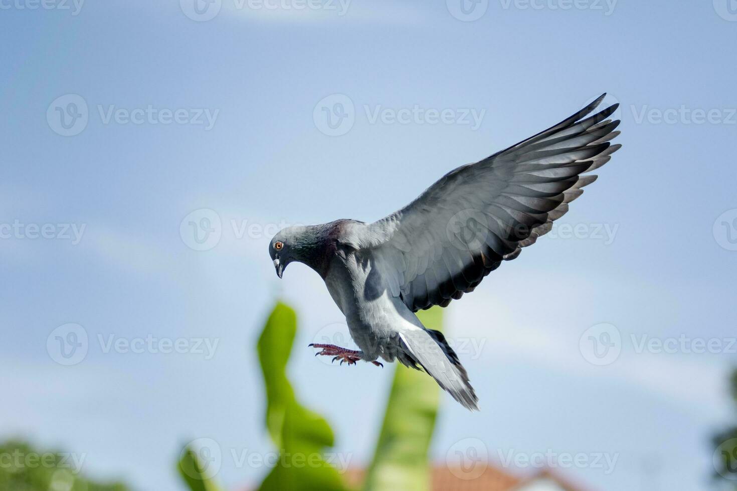 homing pigeon bird flying for landing to home loft photo