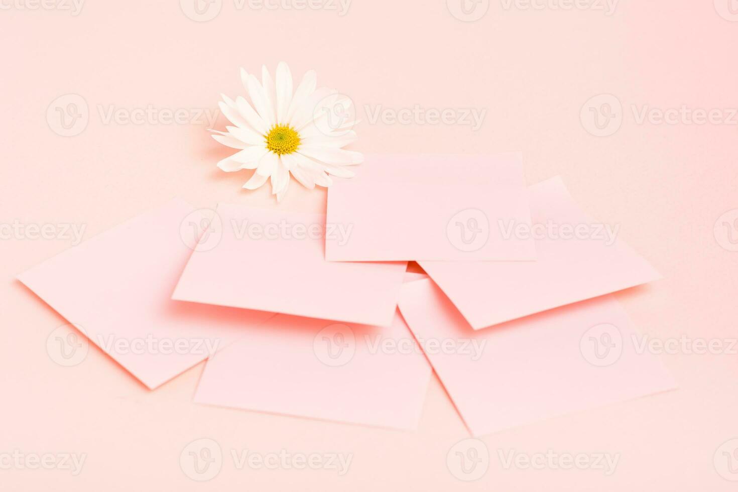The concept is pink. Blank square small writing sheets and chrysanthemum on a pink background photo