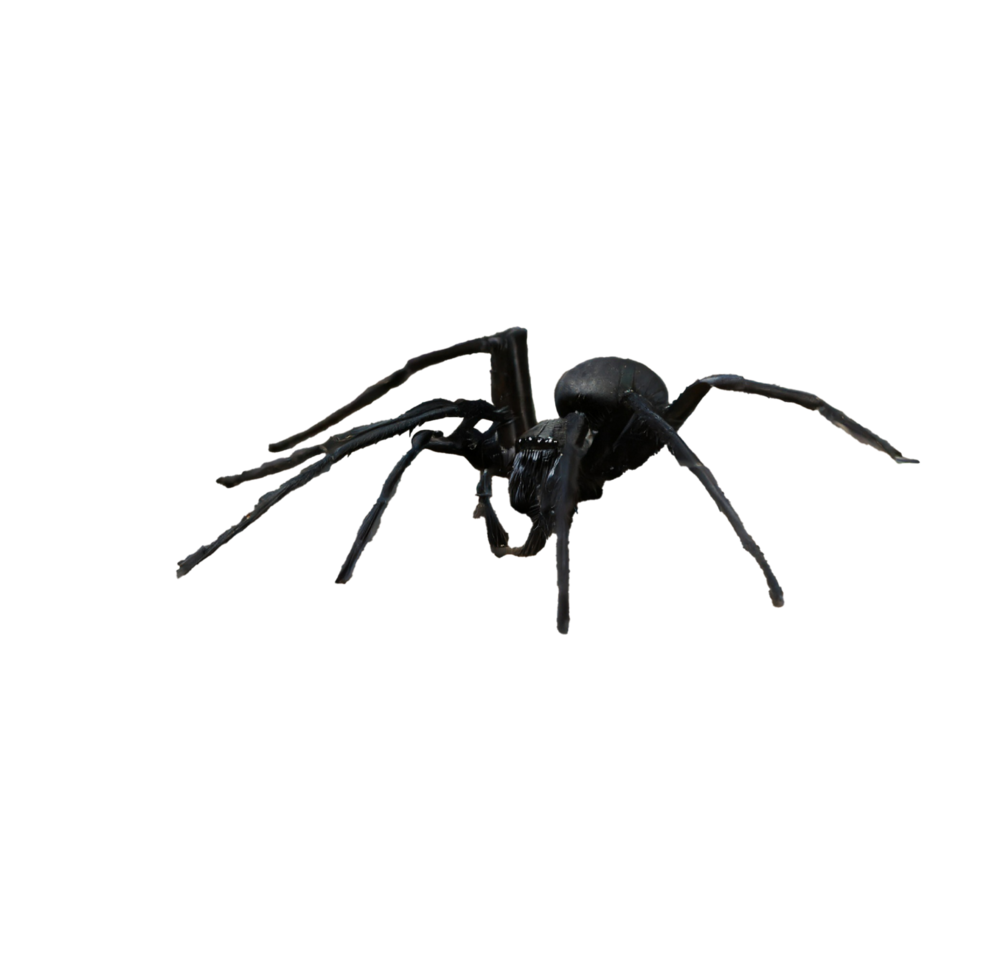 Preto aranha em transparente fundo png