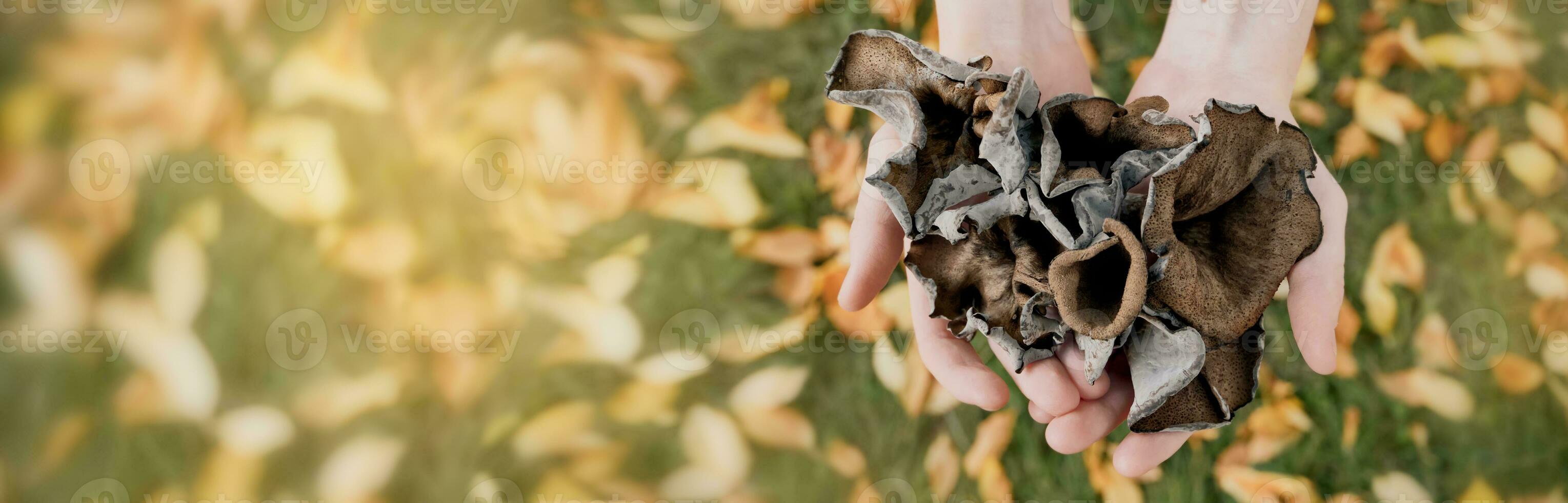 Hands with black chanterelle mushrooms on a banner. Craterellus cornucopioides, or horn of plenty trumpet or of the dead photo