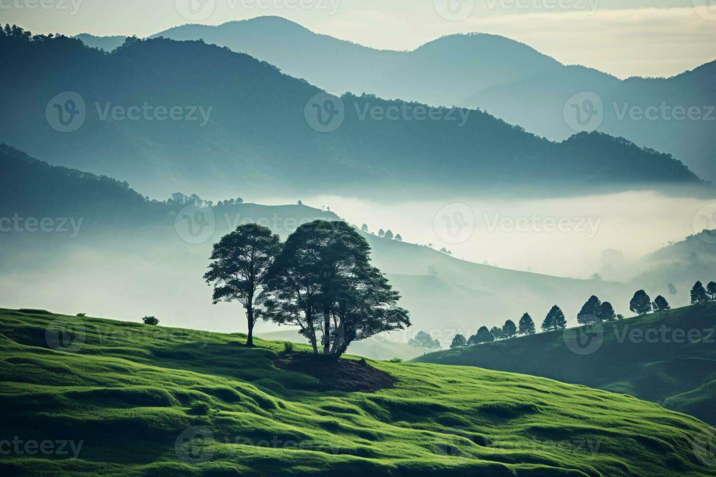 Mountain forest in fog and clouds. Aerial view of over green hills with white fog, clouds and tree. photo