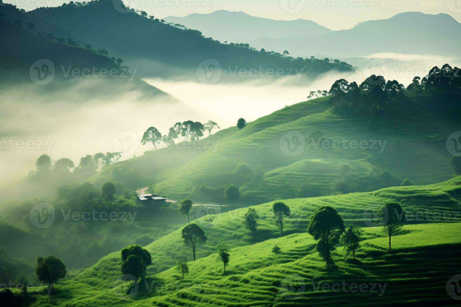 Mountain forest in fog and clouds. Aerial view of over green hills with white fog, clouds and tree. photo