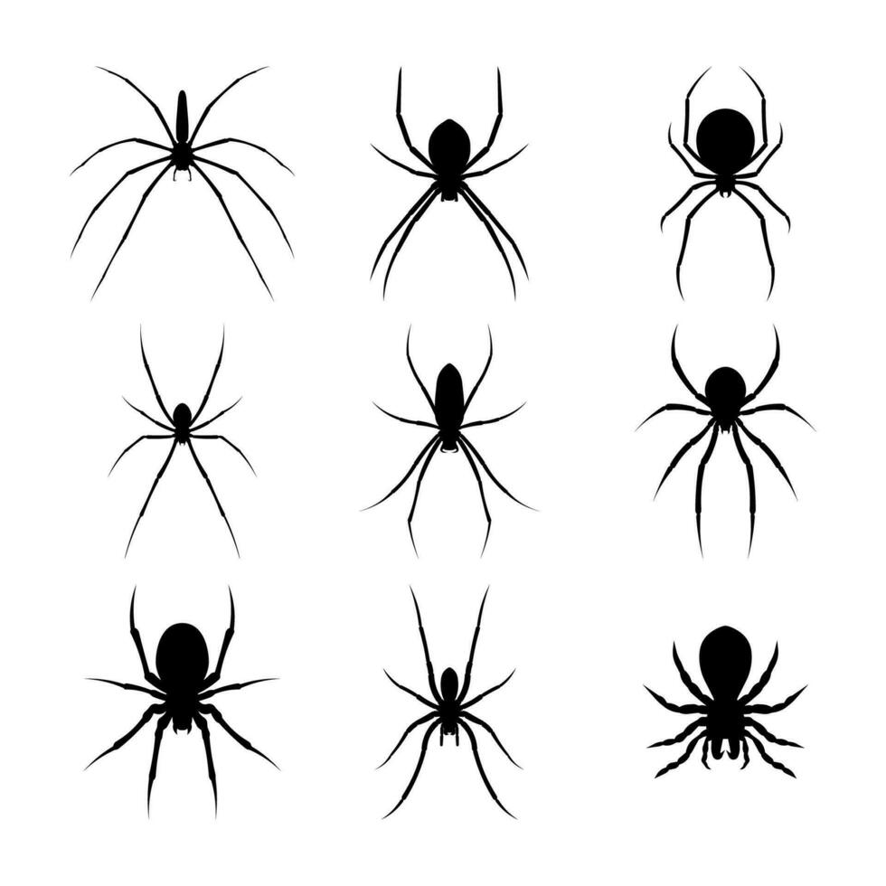 Spider silhouette vector isolated on white background.