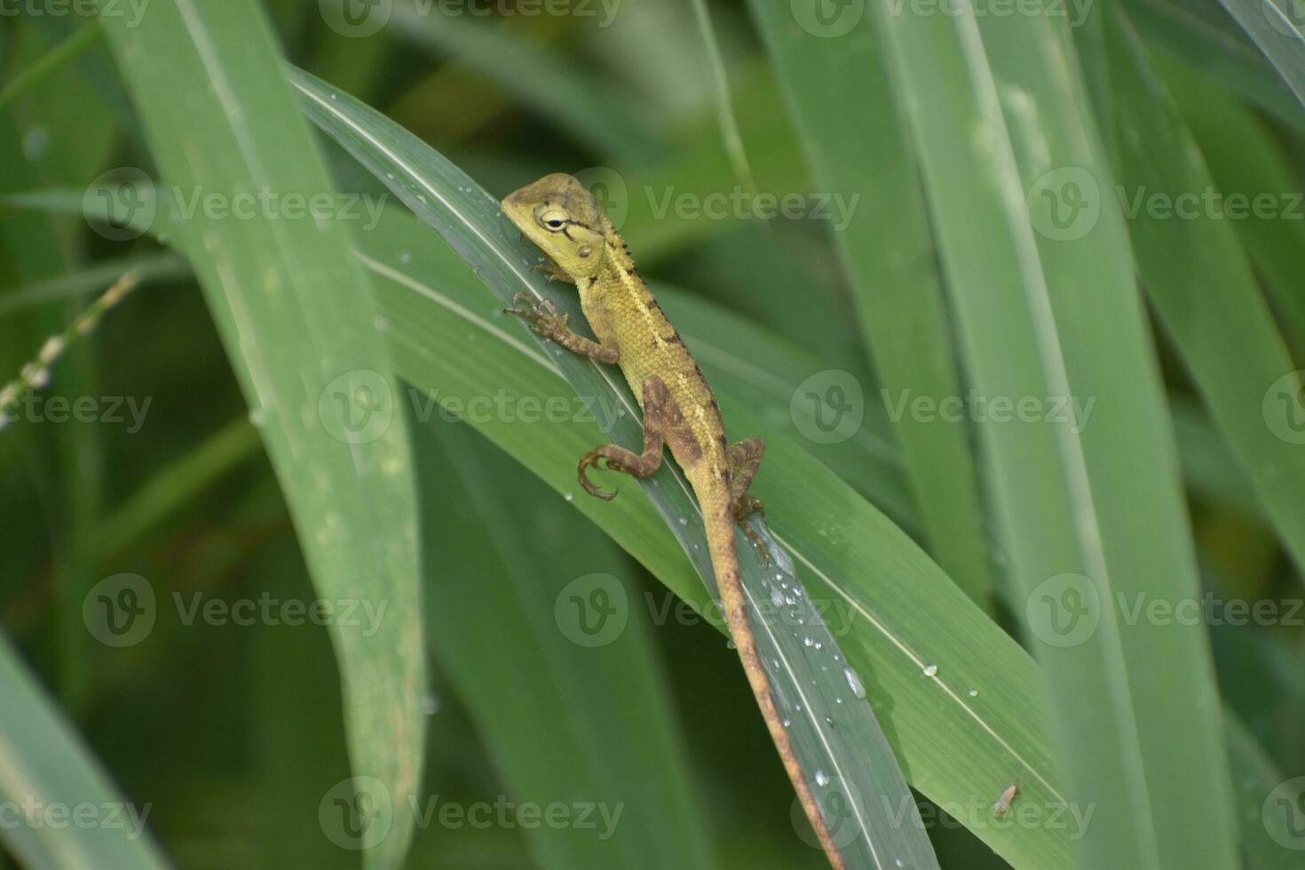 Green lizard on tree branch, green lizard sunbathing on branch, green lizard climb on wood, Jubata lizard photo
