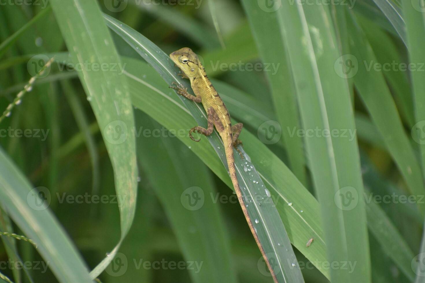 Green lizard on tree branch, green lizard sunbathing on branch, green lizard climb on wood, Jubata lizard photo