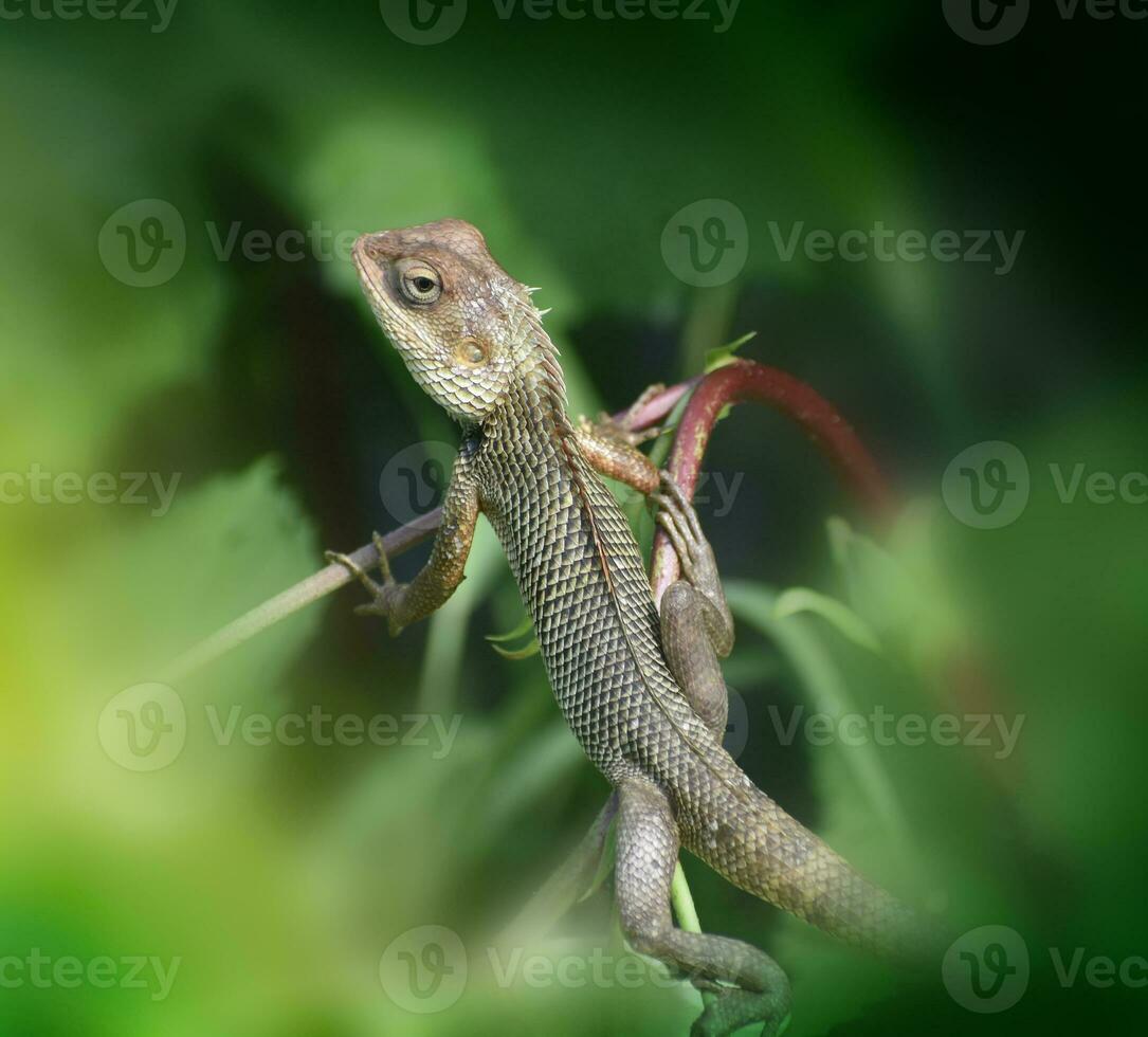 Green lizard on tree branch, green lizard sunbathing on branch, green lizard climb on wood, Jubata lizard photo