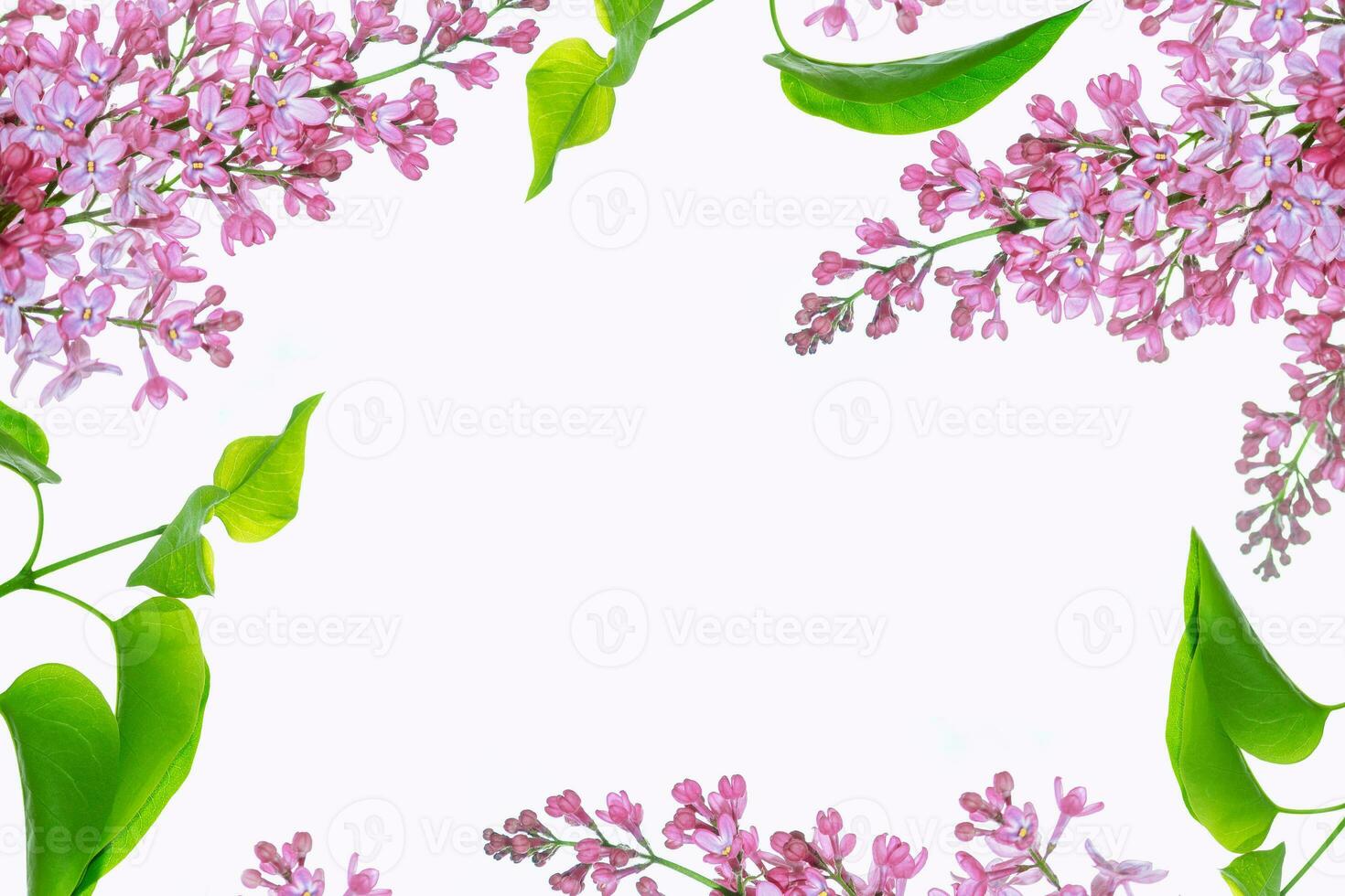 spring flowers lilac isolated on white background. photo