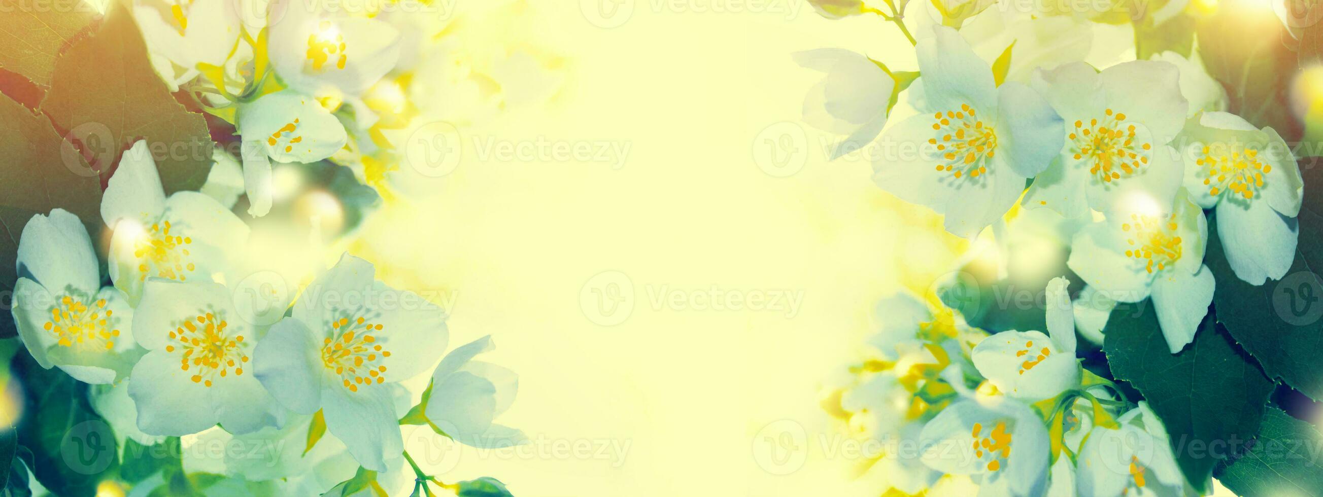 White jasmine The branch delicate spring flowers photo