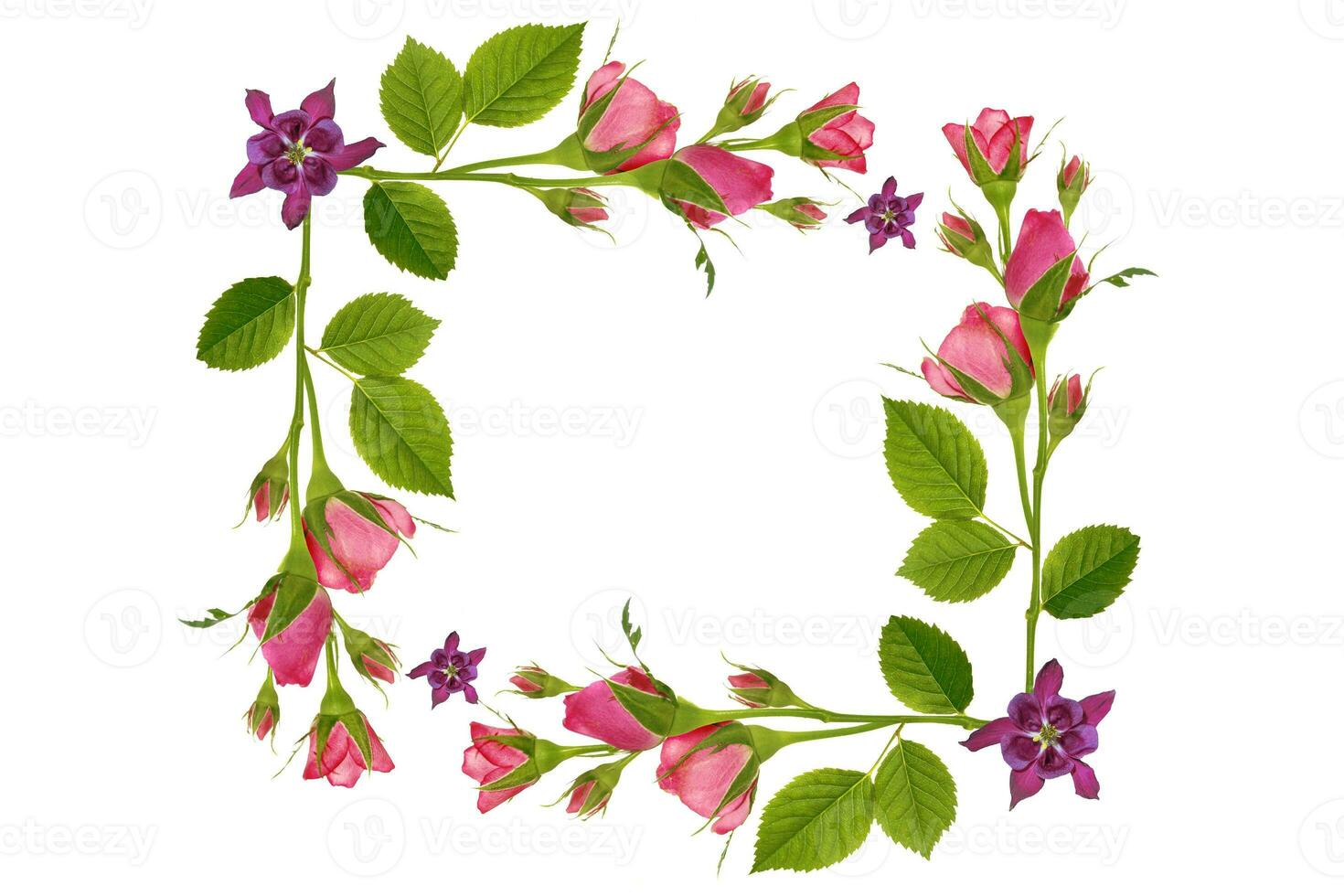 Five roses on a white background. floral background photo