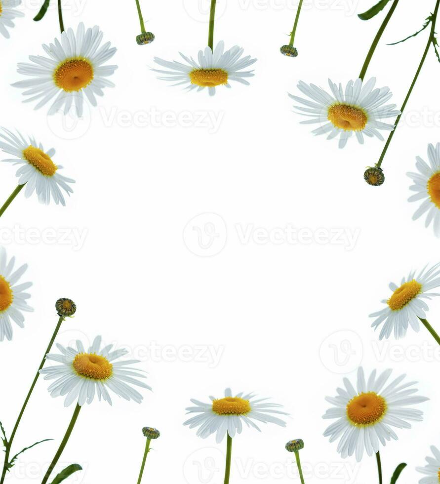 Composition of chamomile flowers isolated on white background photo