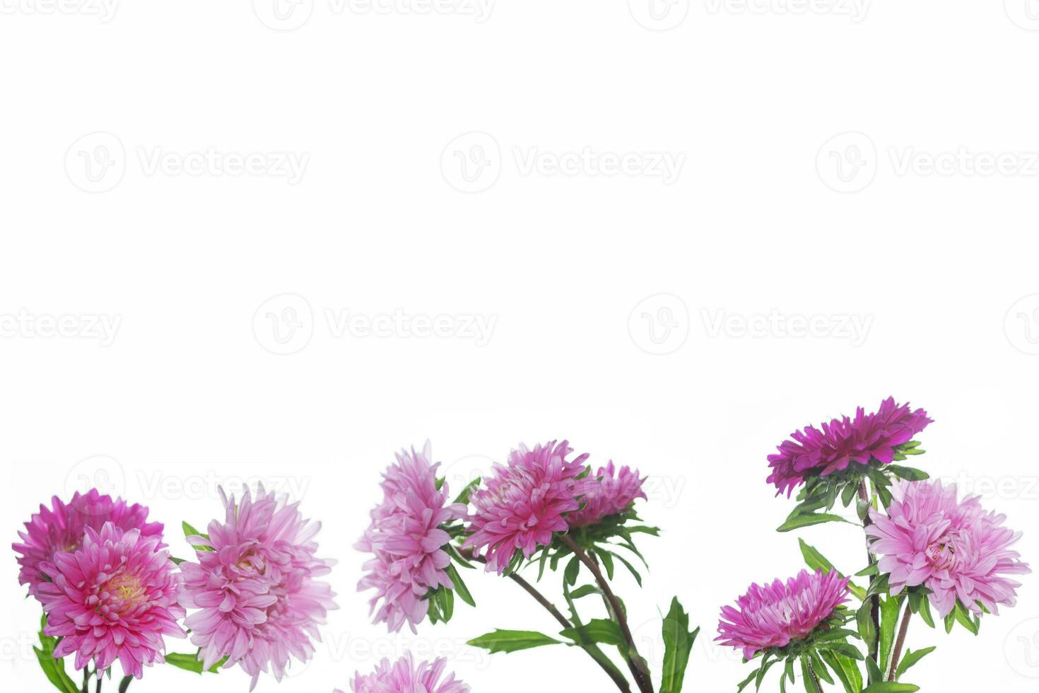 Colorful bright flower aster isolated on white background. photo