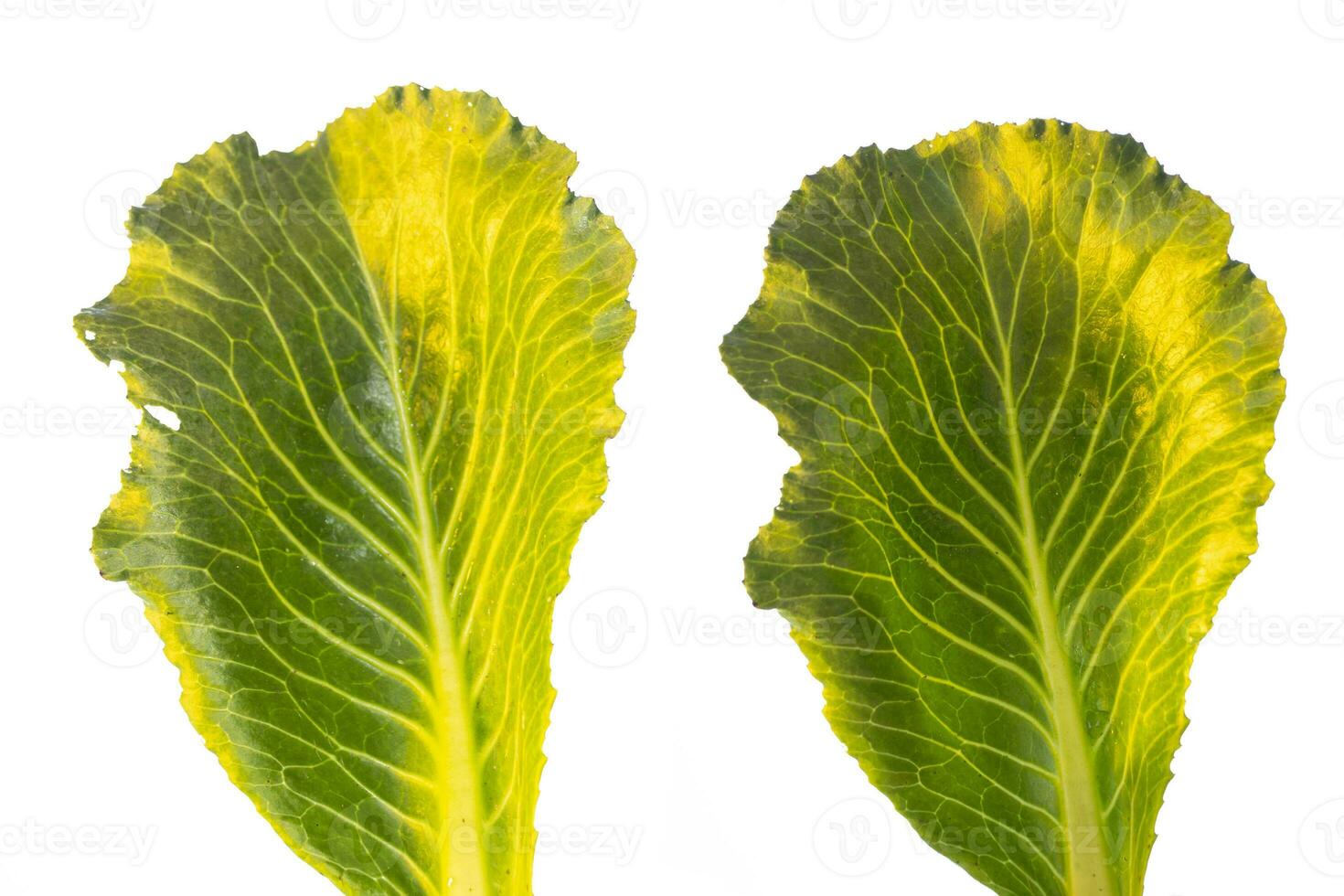 Fresh green cabbage leaf. Cabbage isolated on a white background photo