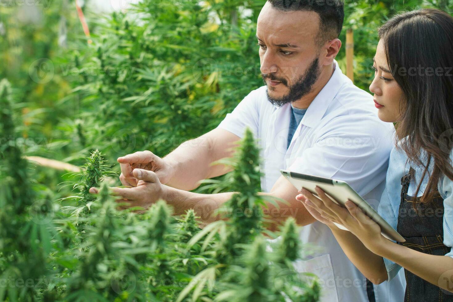 Researchers working together to research cannabis Record information. The concept of cannabis for medical purposes in the plant. Alternative medical research on alternative herbal medicine, cannabis. photo