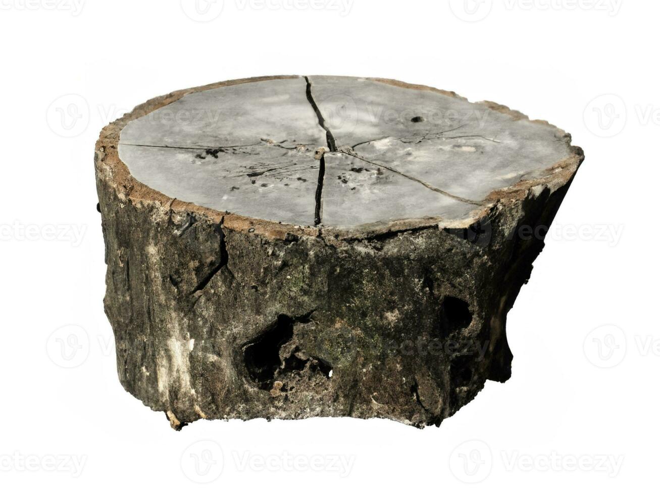 old tree stump isolated on white background. photo