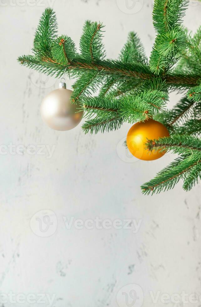 Christmas tree branch photo