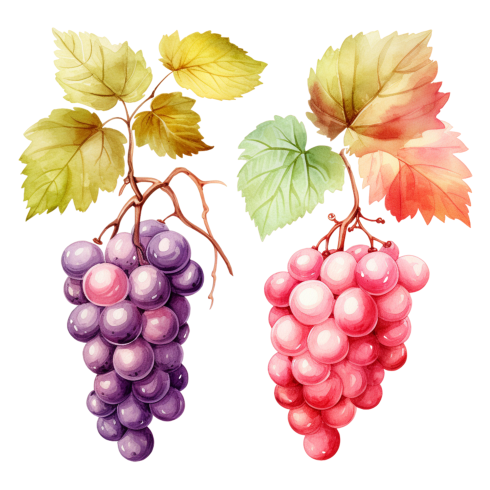 Set of bunch of grapes and leaves Ai Generative png