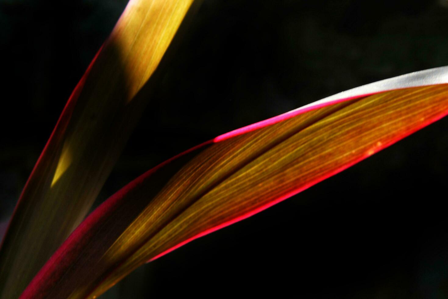 Pink purple colored lily palm foliage.Ti plant or Cordyline fruticosa leaves, Colorful foliage, Exotic tropical leaf, isolated on dark black background. With copy space for text photo