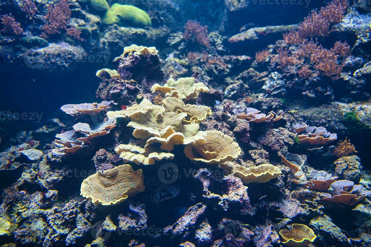 At the Paris Aquarium you will discover the greatest living builders of our planet. These are reef-building corals. Primitive, colonial animals, whose basic unit is the polyp, a kind of anemone photo