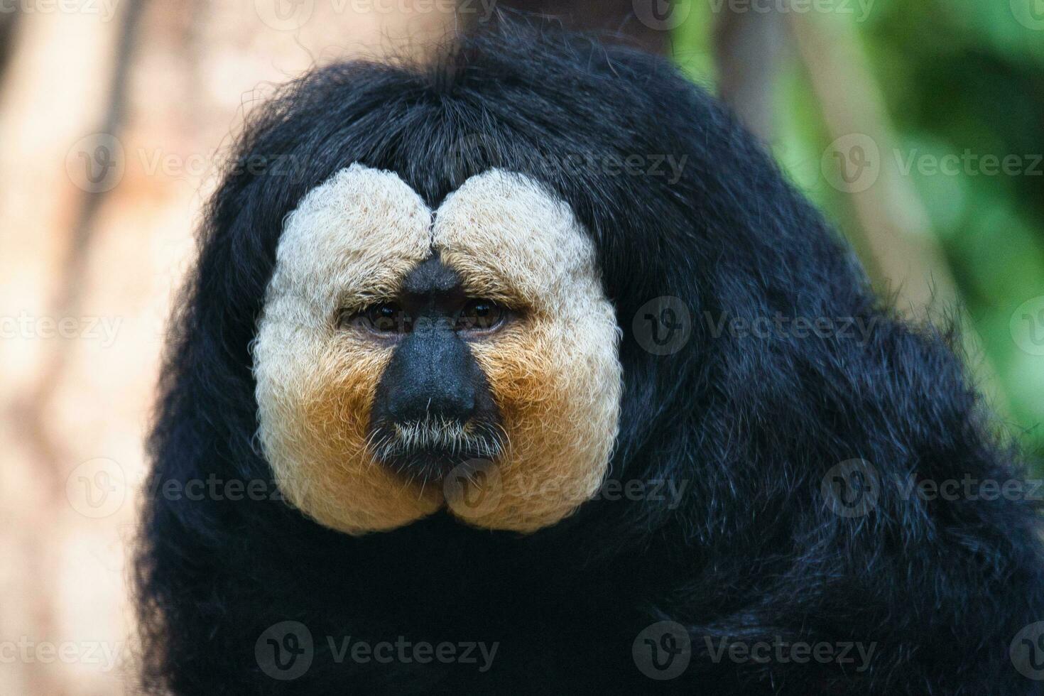 White-faced saki, Pithecia pithecia, in the Paris zoologic park, formerly known as the Bois de Vincennes, 12th arrondissement of Paris, which covers an area of 14.5 hectares photo