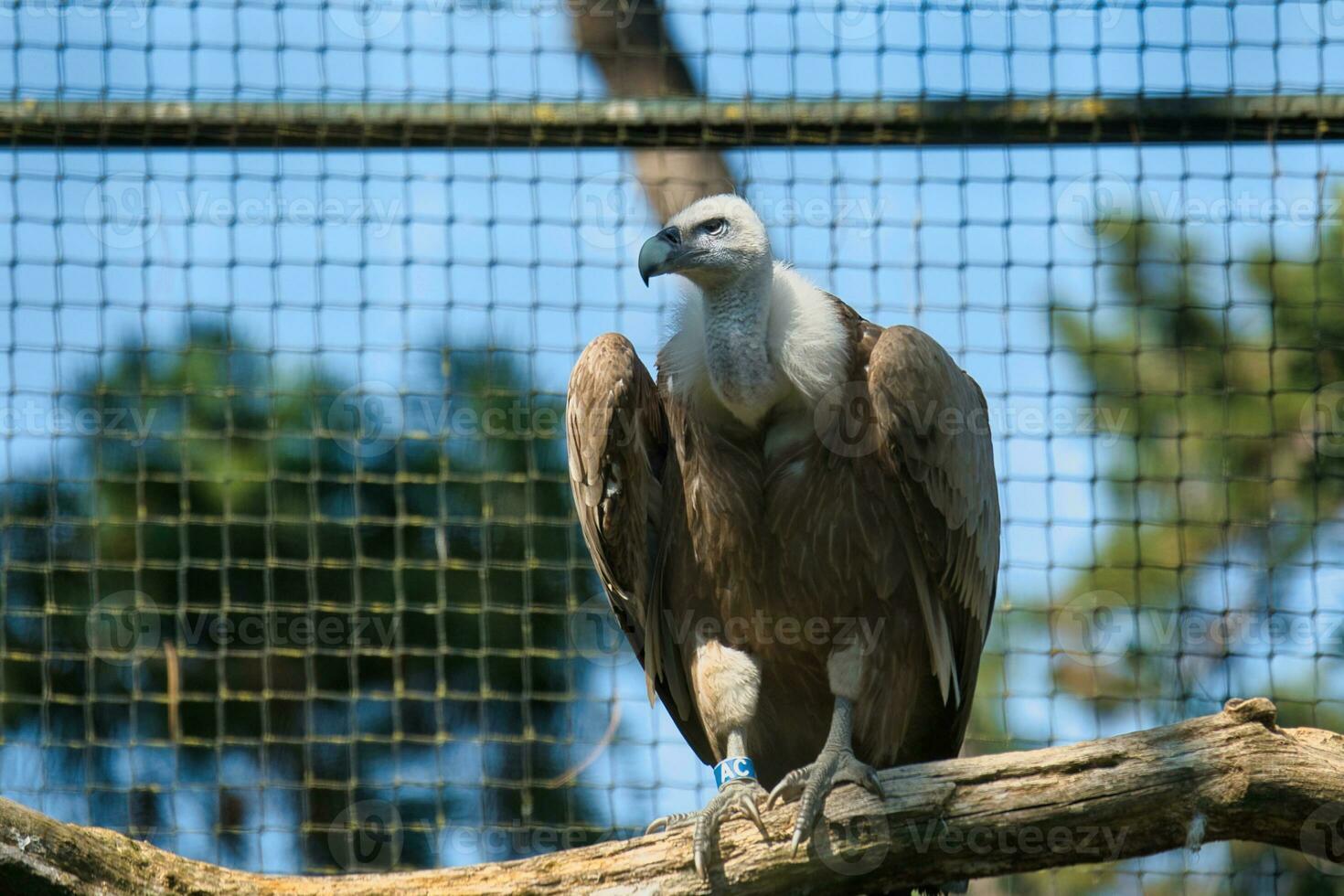 Griffon vulture, Eurasian griffon in the Paris zoologic park, formerly known as the Bois de Vincennes, 12th arrondissement of Paris, which covers an area of 14.5 hectares photo